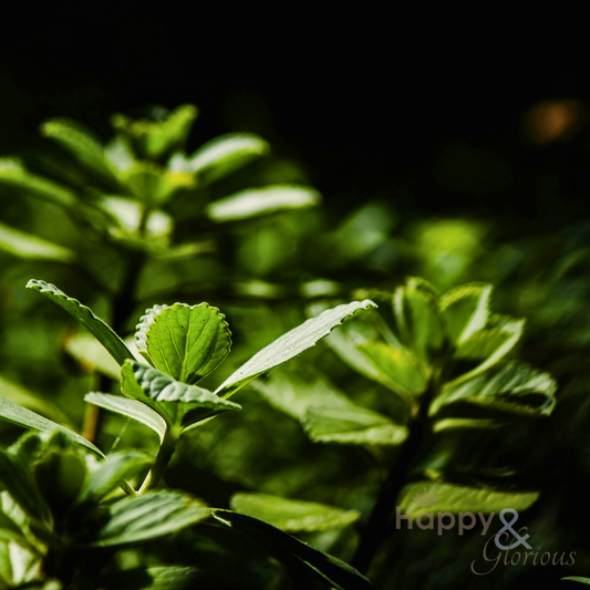 Peppermint tea eco grow-kit