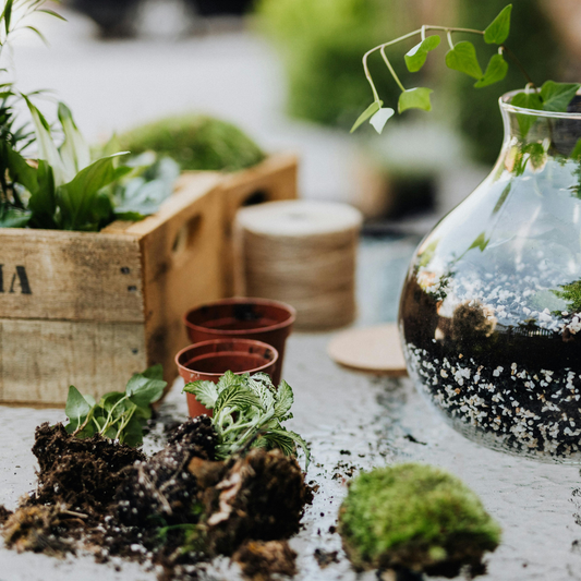 Terrarium workshop - Sunday 19th July