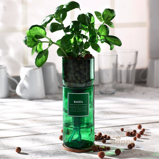 Basil hydroponic organic herb growing kit