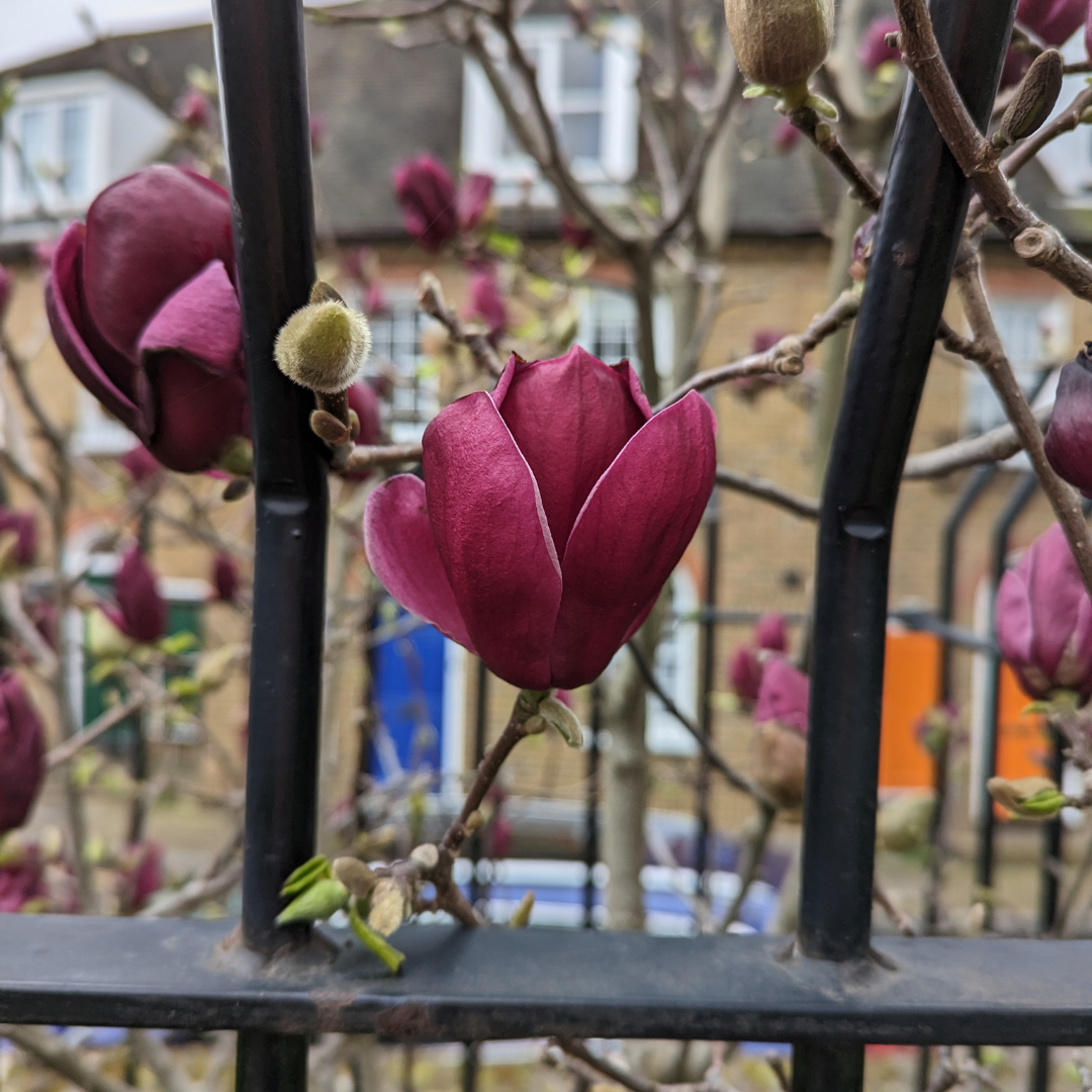 My top four gardens of Canterbury