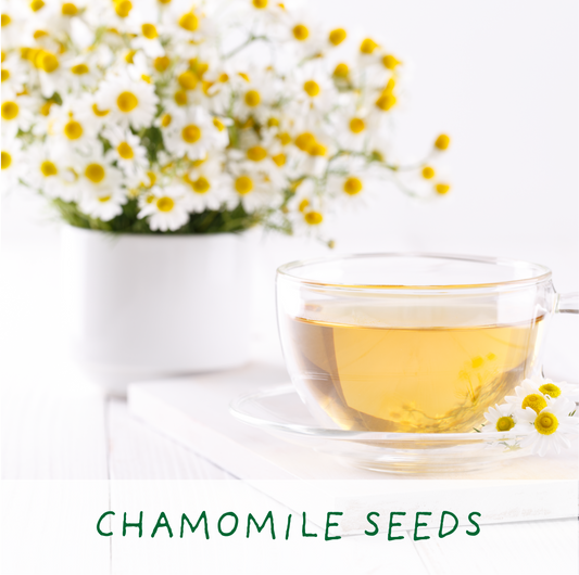 Chamomile tea eco grow-kit