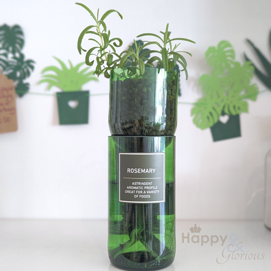Rosemary hydroponic organic herb growing kit