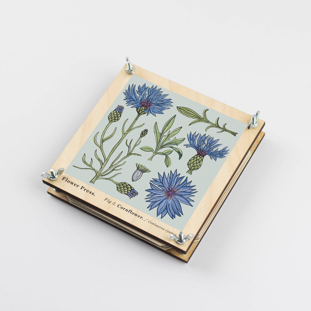 Vintage cornflower flower press