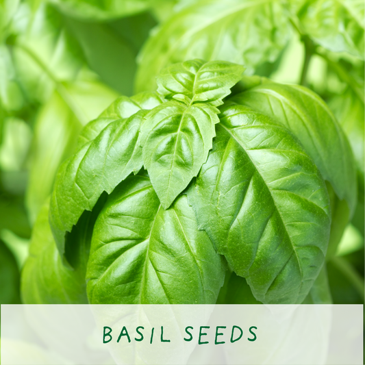 Basil eco grow-kit