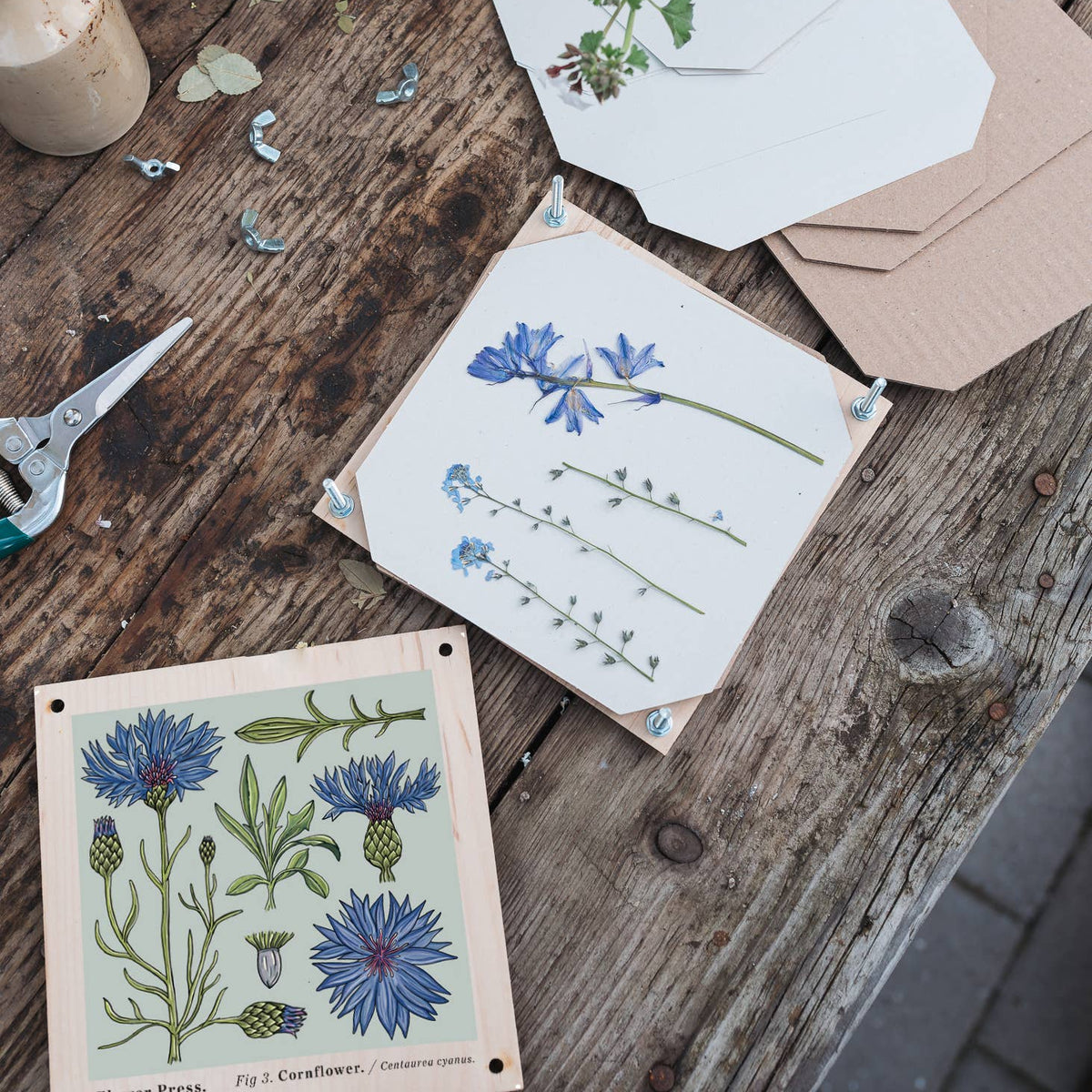 Vintage cornflower flower press