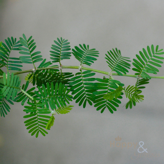 Grow dancing plants eco grow-kit