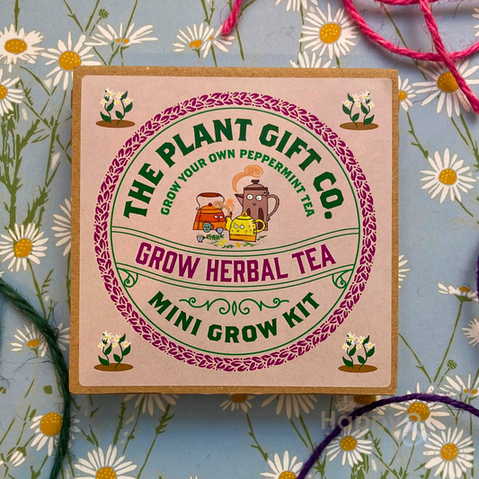 Peppermint tea eco grow-kit