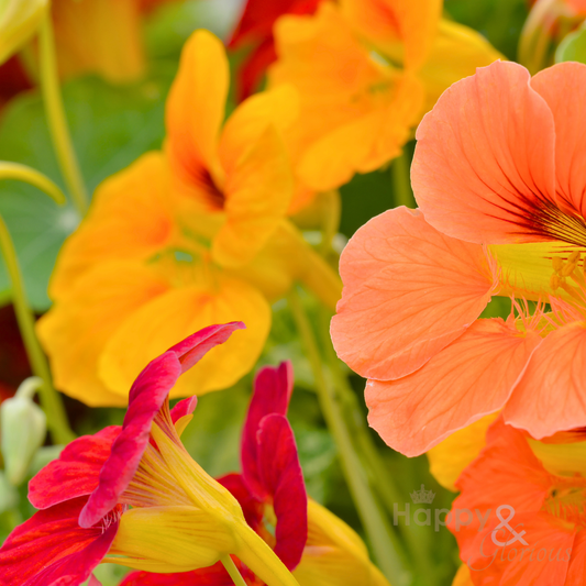 Edible flowers eco grow-kit