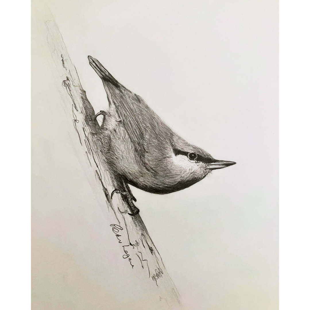 Nuthatch giclée print by Peter Lagrue