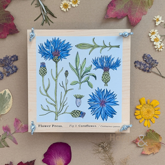 Vintage cornflower flower press