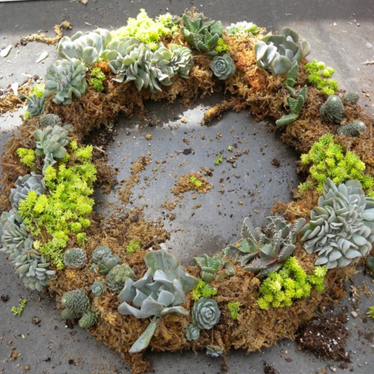 Living wreath workshop - Sunday 26th July