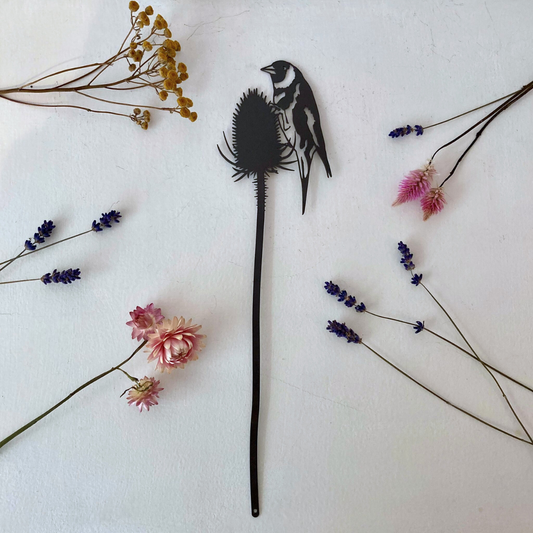 Goldfinch feeding on teasel steel plant pot stem
