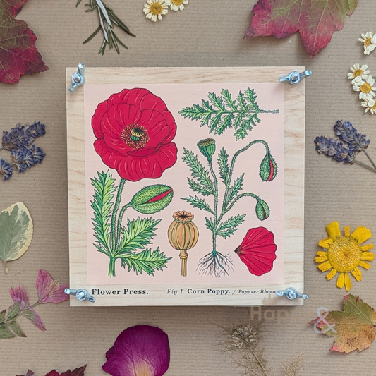 Vintage corn poppy flower press