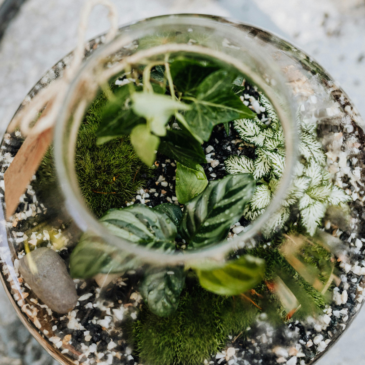 Terrarium workshop - Sunday 19th July