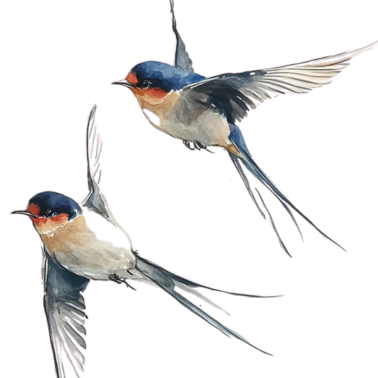 Watercolour birds workshop - Wednesday 15th July