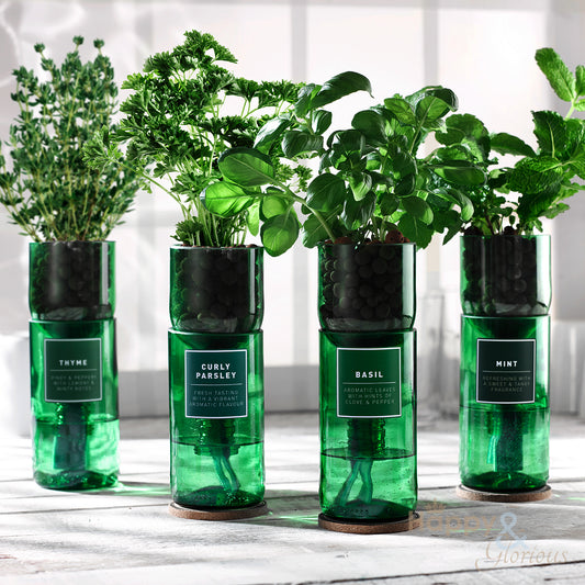 Oregano hydroponic organic herb growing kit