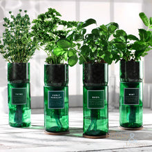 Dill hydroponic organic herb growing kit