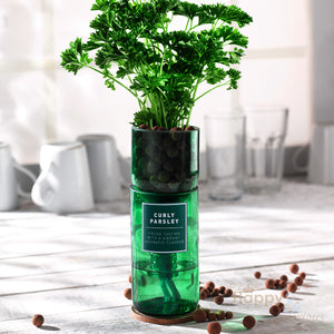 Curly parsley hydroponic organic herb growing kit